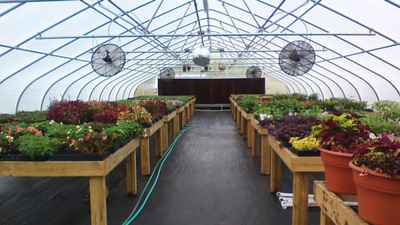 Inside_greenhouse